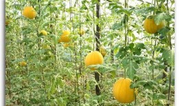 台头吃瓜,揭秘娱乐圈背后的那些事儿