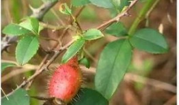 佳佳子吃瓜,揭秘娱乐圈幕后故事