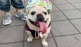 牛狗头吃瓜视频