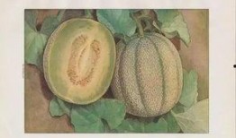 天天吃蜜瓜好吗,健康生活新选择