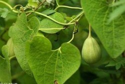 温州梢瓜怎么吃,解锁夏日清新美味