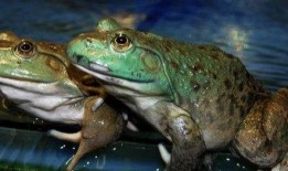 吃瓜神秘物种视频