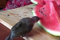 小鸟吃瓜的声音