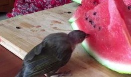 小鸟吃瓜的声音