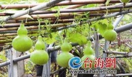 吃葫芦瓜的感觉,清甜爽口，夏日解渴佳品