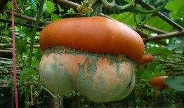 吃瓜的木木,揭秘娱乐圈那些事儿