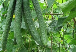 每日吃瓜51吃瓜老师张,揭秘“每日吃瓜51”吃瓜老师张生的瓜界传奇