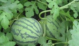 吃瓜天狼,网络红人的崛起与影响力