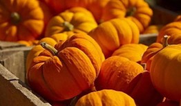 吃生瓜补脑,揭秘神奇食材的神奇功效