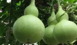 吃葫芦瓜的感觉,清甜爽口，夏日解渴佳品