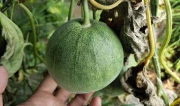 吃甜宝瓜发胖吗,甜蜜诱惑还是体重负担？