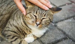 狮子猫吃瓜视频,萌态十足，网友直呼可爱爆表！