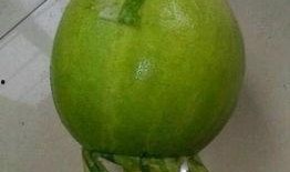 圆柱笔吃瓜事件,揭秘网络恶搞背后的真相