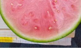 吃瓜到国外,探索各国特色美食之旅