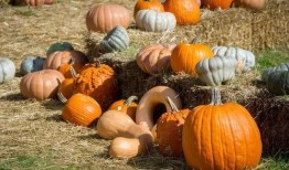 徐州街头吃瓜趣闻,吃瓜趣闻，一网打尽