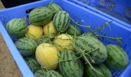 各种爆料吃瓜群,吃瓜群爆料背后的真相与内幕