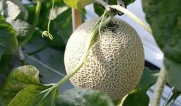 吃瓜变强,揭秘神奇食补法