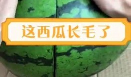 长毛瓜怎么吃,解锁美味新体验