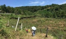 免费吃八月瓜,夏日美味尽享自然馈赠