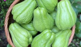 吃a瓜,网络热词背后的文化现象