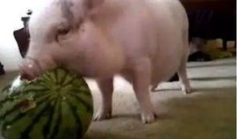 白白的猪吃瓜,一场欢乐的田园之旅