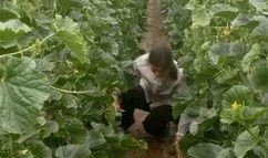 南刘庄吃瓜,一场别开生面的夏日盛宴