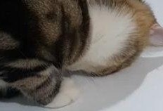 狮子猫吃瓜视频,萌态十足，网友直呼可爱爆表！