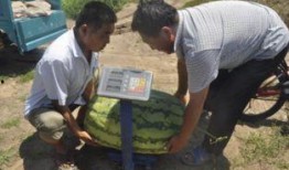 平度吃瓜群众事件