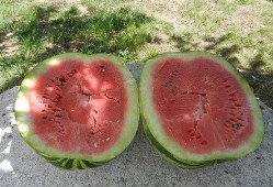 梦见卖瓜给别人吃,瓜熟蒂落，共享甜蜜的梦境之旅