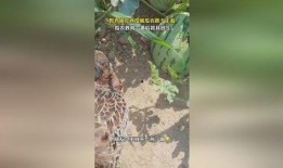 吃瓜挨逮,揭秘“吃瓜挨逮”背后的故事