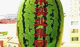 吃巨大硒砂瓜,探寻巨大硒砂瓜的独特魅力