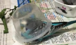 小蓝吃瓜视频,揭秘娱乐圈幕后故事