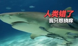 鲨鱼吃瓜很多小鱼图片,海洋霸主捕食小鱼瞬间