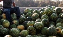 中国的吃瓜事件