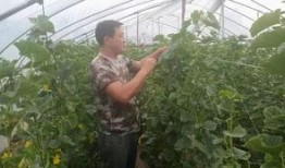 南刘庄吃瓜,一场别开生面的夏日盛宴