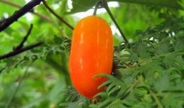 大瓜瓢怎么吃,解锁美味新体验