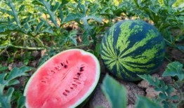 郝桥镇吃瓜,瓜香四溢，品味乡村田园生活