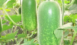 朝堂吃瓜朝堂瓜事合集,揭秘古代宫廷的吃瓜盛宴