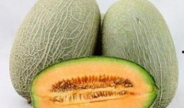吃韭菜可以吃哈密瓜吗,探索两者同食的奥秘