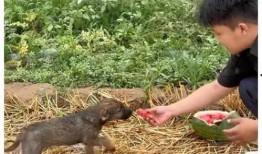 吃瓜舅,网络红人的崛起与争议