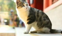 吃瓜猫网红,揭秘网络红人的幕后生活